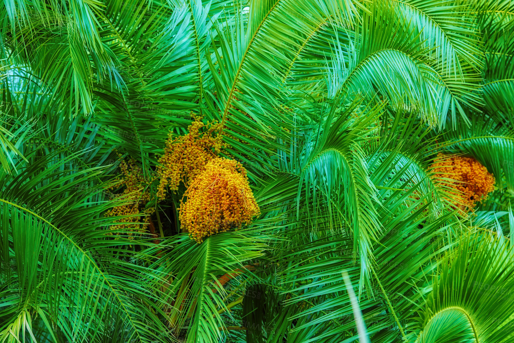 Buy stock photo Ferns, garden and outdoor growth on holiday, peace and sustainability in environment for ecology. Date plant, location and closeup of leaves in ecosystem, travel and bush for eco friendly vacation