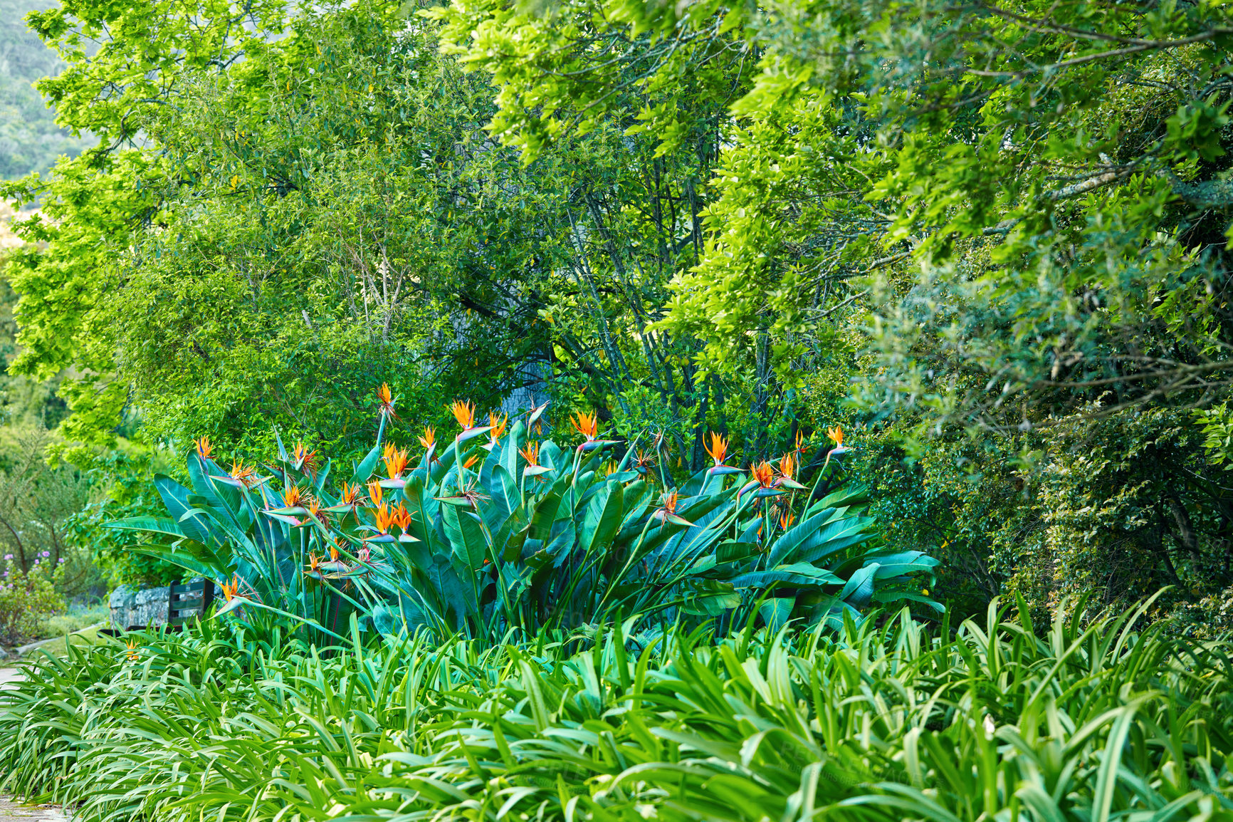 Buy stock photo Field, environment and crane flowers with plants in nature for ecology, sustainability and growth. Habitat conservation, ecosystem preservation and biodiversity with Strelitzia reginae for ecotourism