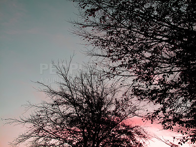 Buy stock photo Trees, sky and winter sunset in woods for outdoor ecosystem or calm nature in forest. Branches, dawn or late evening countryside with cold season, silhouette wallpaper or travel aesthetic in France