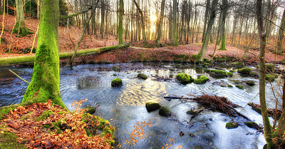 Buy stock photo A colourful forest in autumn. Tall trees with vibrant green and brown leaves in a park or bushy woodland. Free standing moss covered trees near a lake or river, perfect picnic spot, dreamy wallpaper