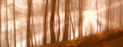 Buy stock photo Woods, trees and outdoor blur for growth, sun flare and peace in morning countryside on vacation. Forest, fantasy and mystery in sustainable environment, magical location and enchanted wilderness