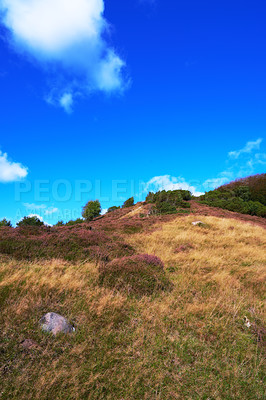 Buy stock photo Landscape, grass and trees in nature with blue sky, hill and meadow for field, hiking and travel. Park, tourism and reserve in Denmark, holiday and sustainability with conservation and biodiversity