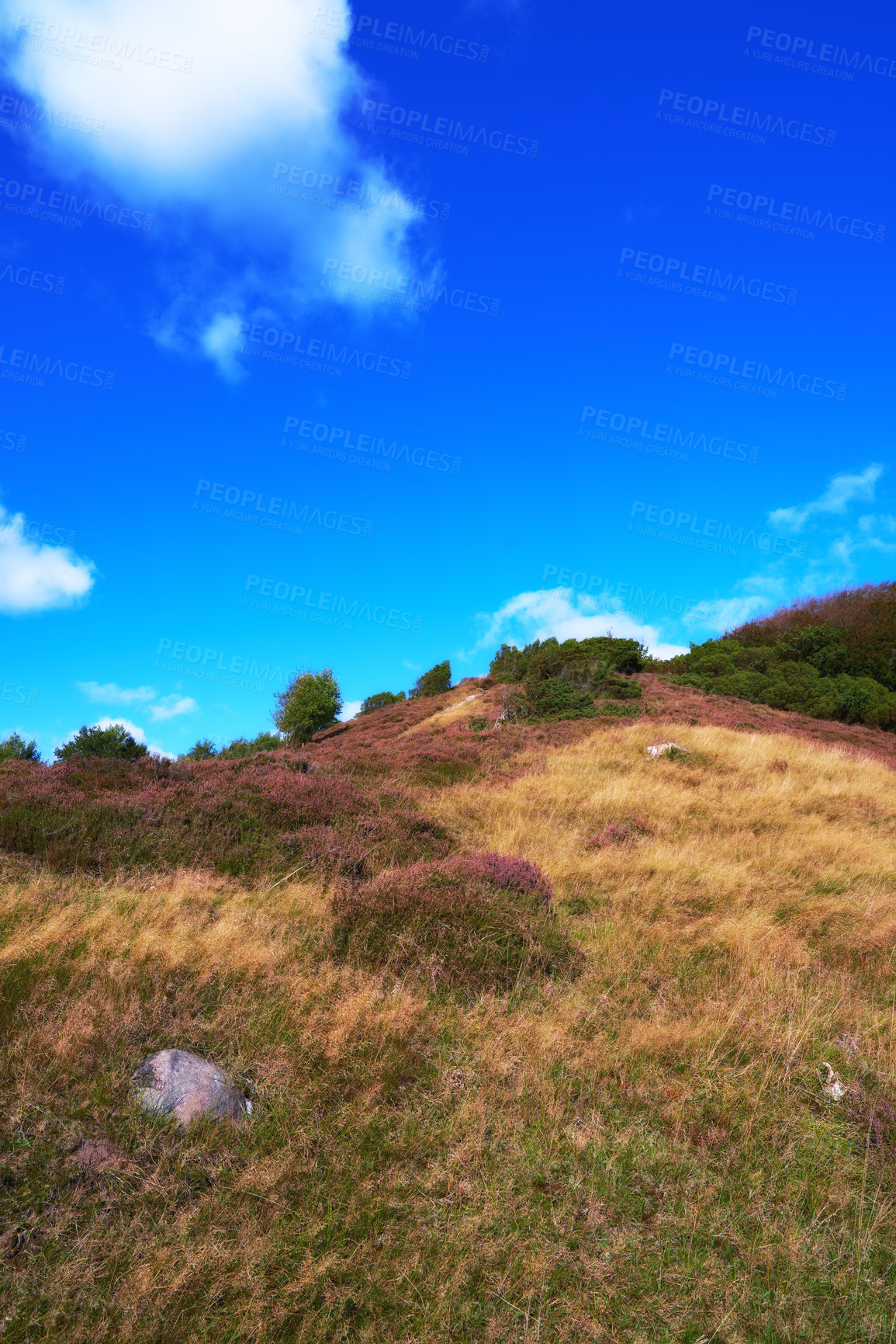 Buy stock photo Landscape, grass and trees in nature with blue sky, hill and meadow for field, hiking and travel. Park, tourism and reserve in Denmark, holiday and sustainability with conservation and biodiversity