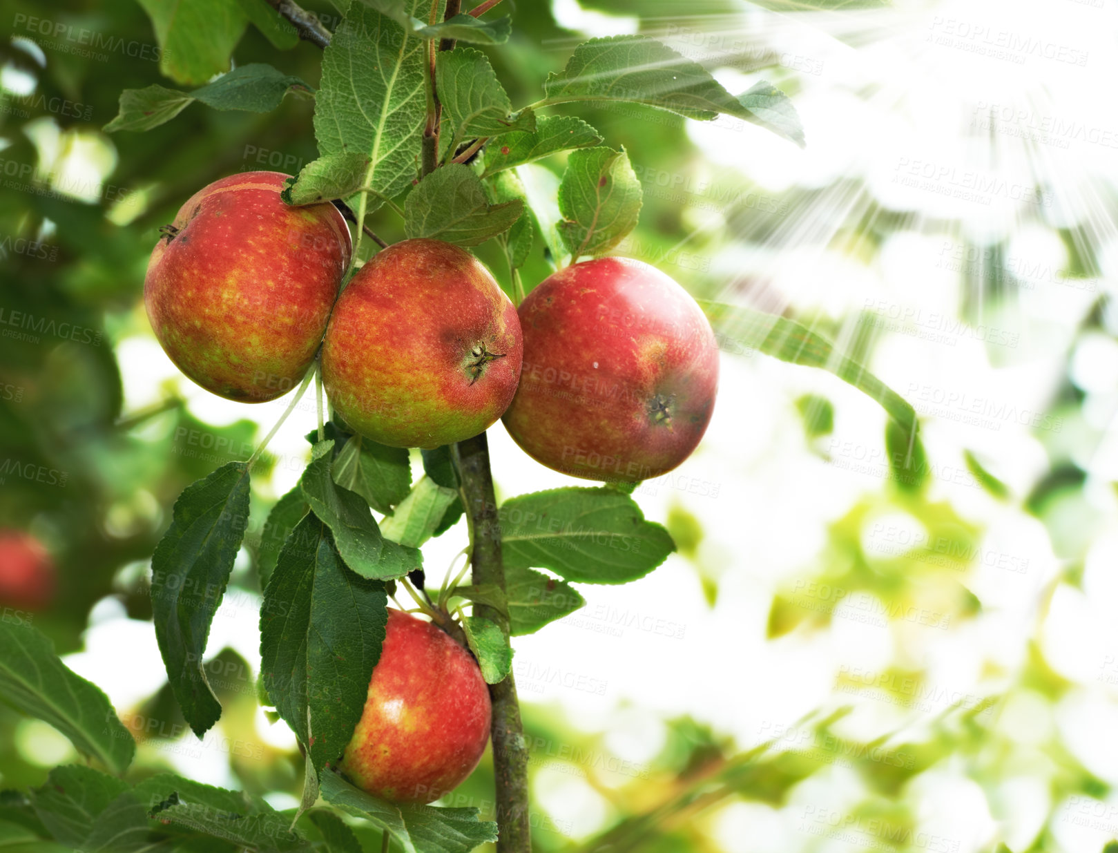 Buy stock photo A photo of apples in natural setting
