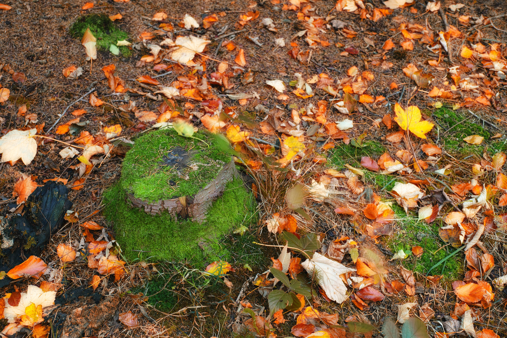 Buy stock photo Nature, leaves and forest floor with tree stump, moss and autumn weather for tranquil peace. Calm, magical and landscape of pine woods with outdoor morning for natural fall aesthetic wilderness