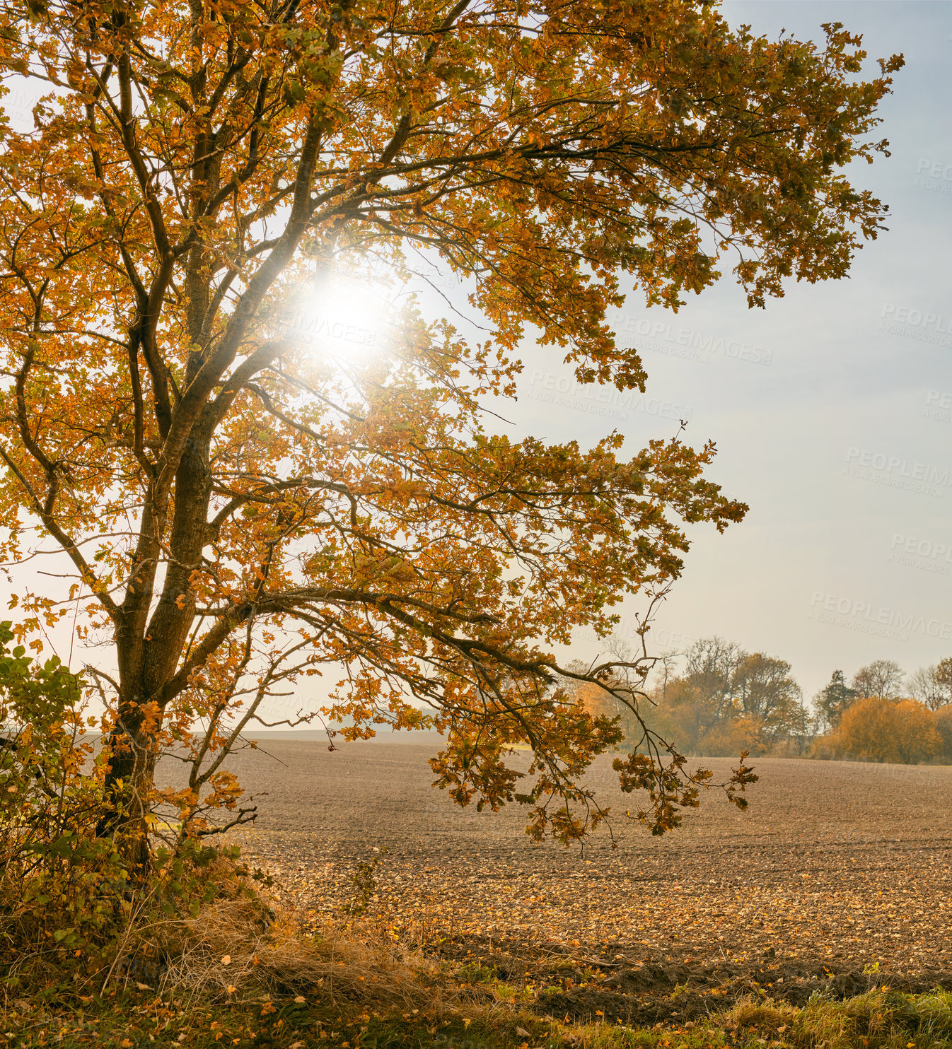 Buy stock photo Field, trees and outdoor landscape in autumn, growth and peace in morning countryside on vacation. Forest, ecology and explore the sustainable environment, travel location and wilderness ecosystem