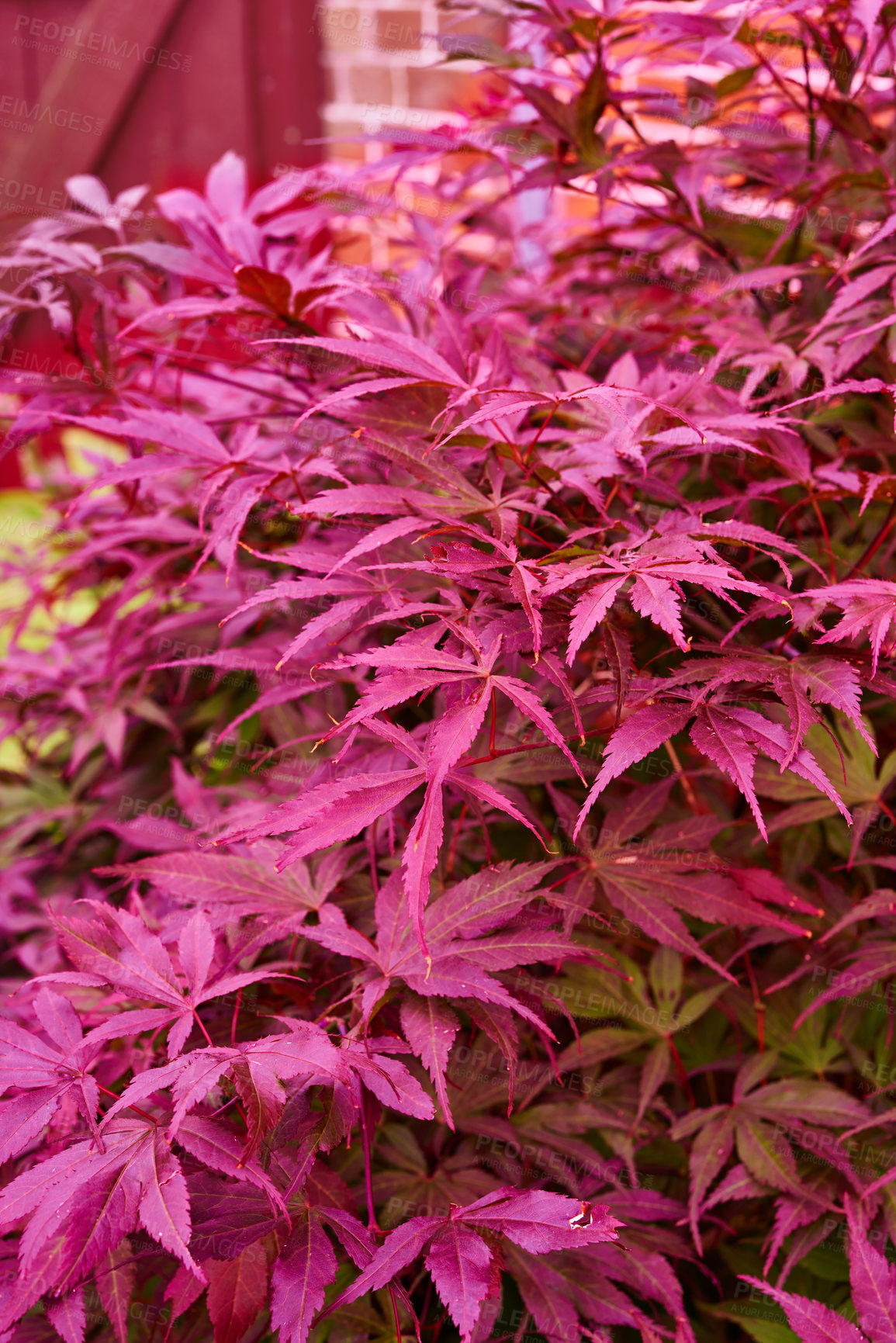 Buy stock photo Nature, bush and forest with red leaves, countryside and autumn weather for tranquil peace. Calm, peace and landscape of Japanese maple woods with outdoor for natural aesthetic Japan wilderness