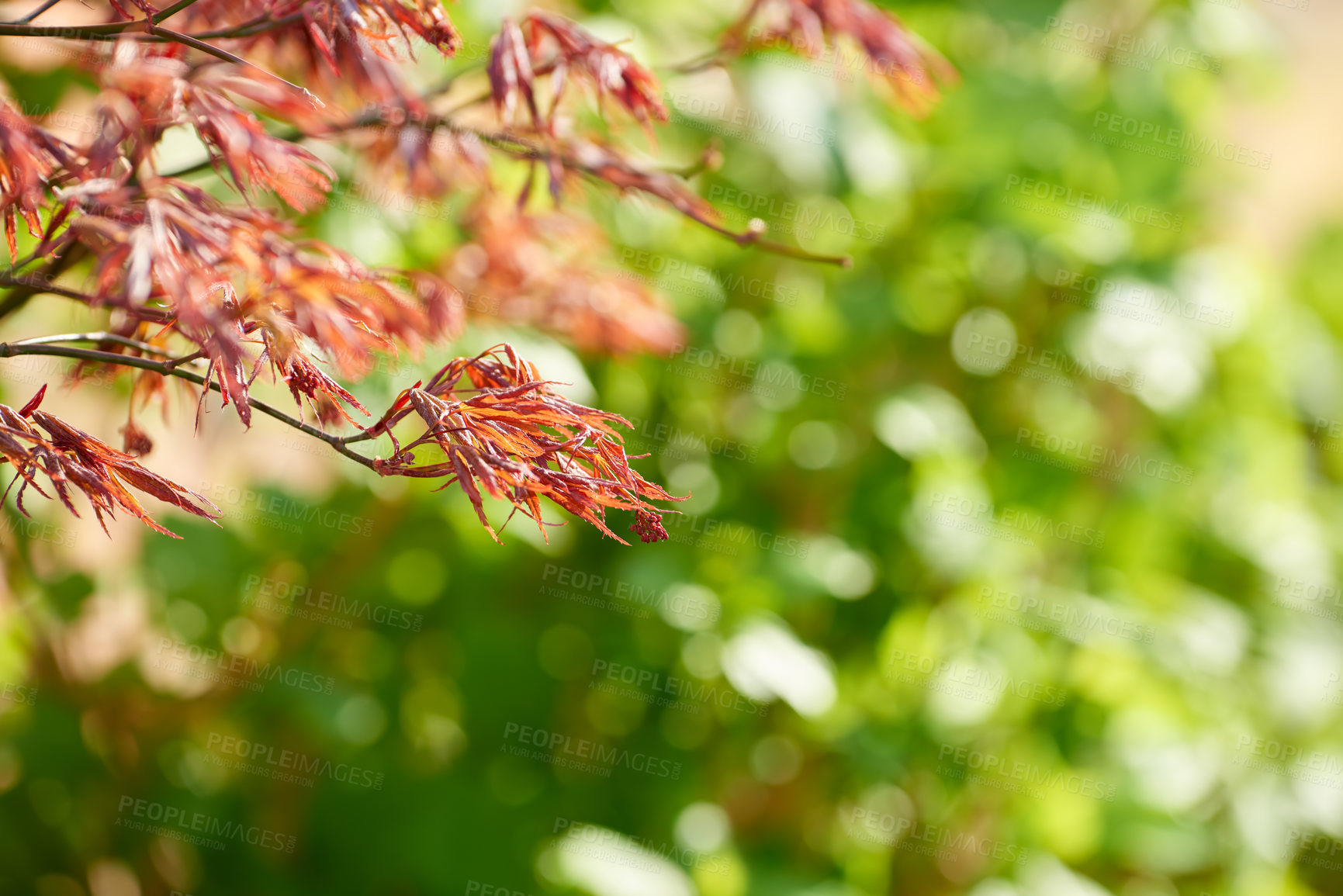 Buy stock photo The colors of autumn