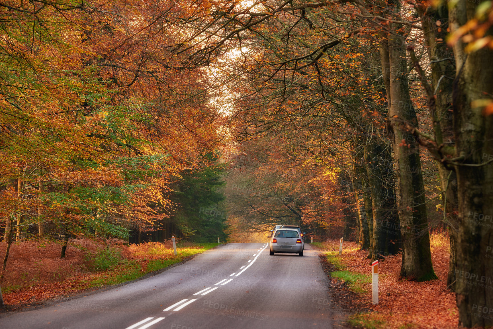 Buy stock photo Road, trees and car in autumn for landscape, weather and travel with driving, season and environment. Street, countryside and leaves outdoor for nature, journey and tourism with holiday location