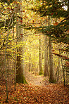 Forest dressed in the colors of autumn