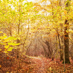 Forest dressed in the colors of autumn