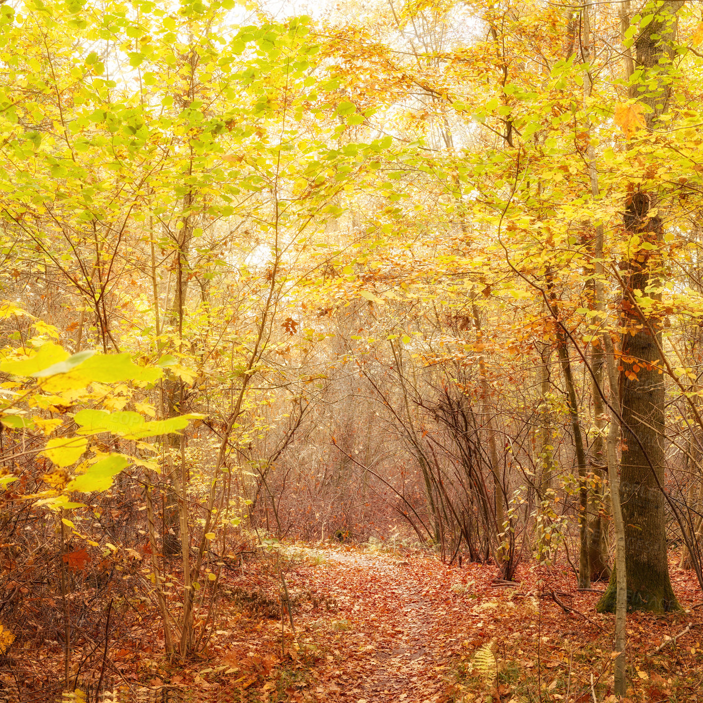 Buy stock photo The forest in the colors of autumn