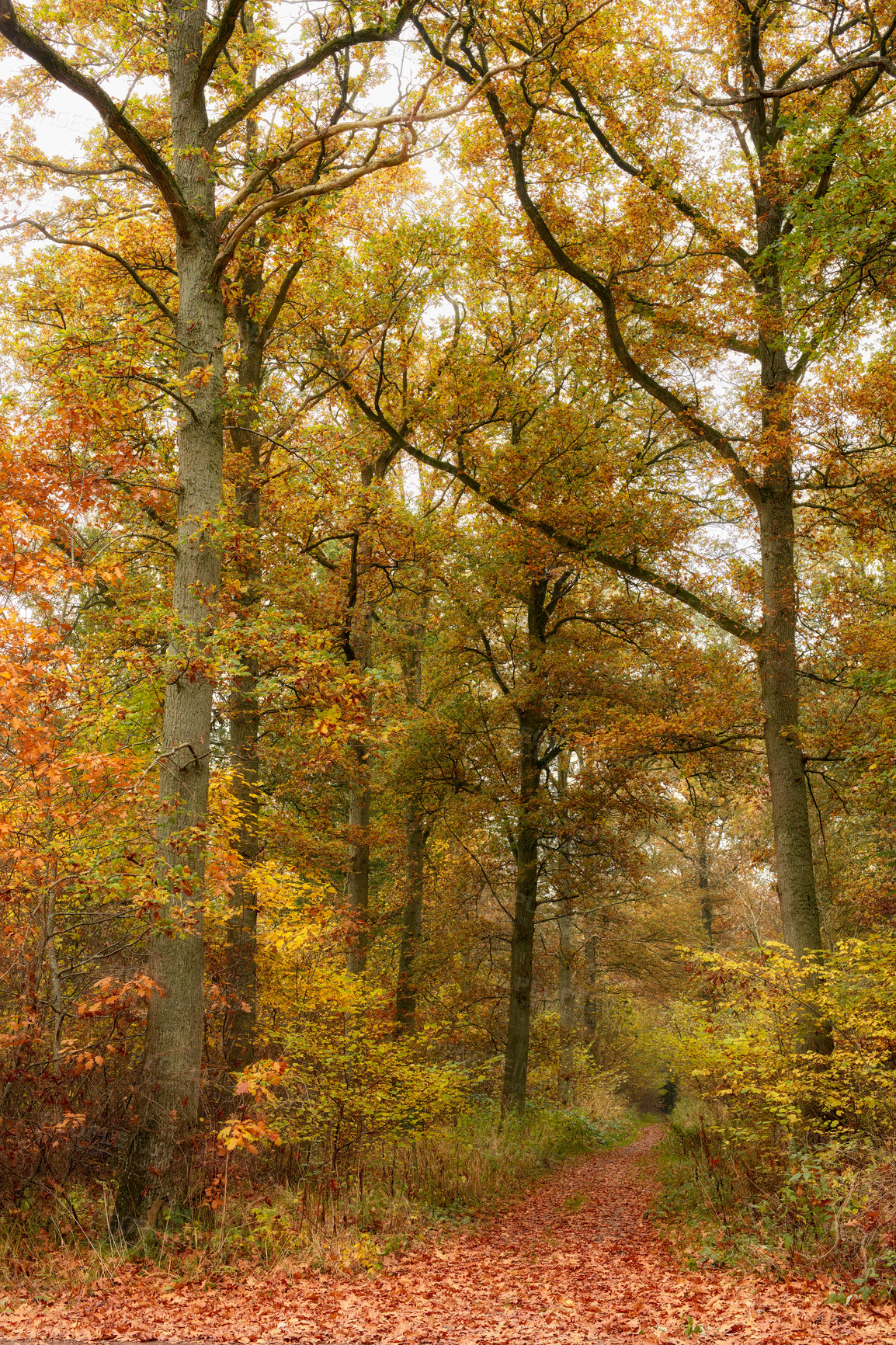 Buy stock photo Autumn, forest and trees as landscape in background, texture or wallpaper for decor. Holiday, vacation and travel in meadow, woods and countryside for nature, harmony and calm as adventure in Canada