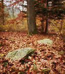 Forest dressed in the colors of autumn