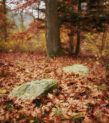 Buy stock photo The forest in the colors of autumn