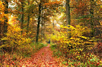 Forest dressed in the colors of autumn