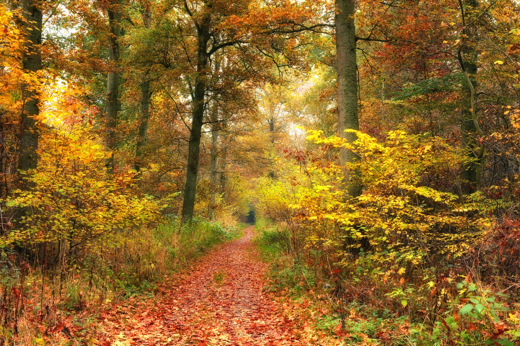 Buy stock photo The forest in the colors of autumn