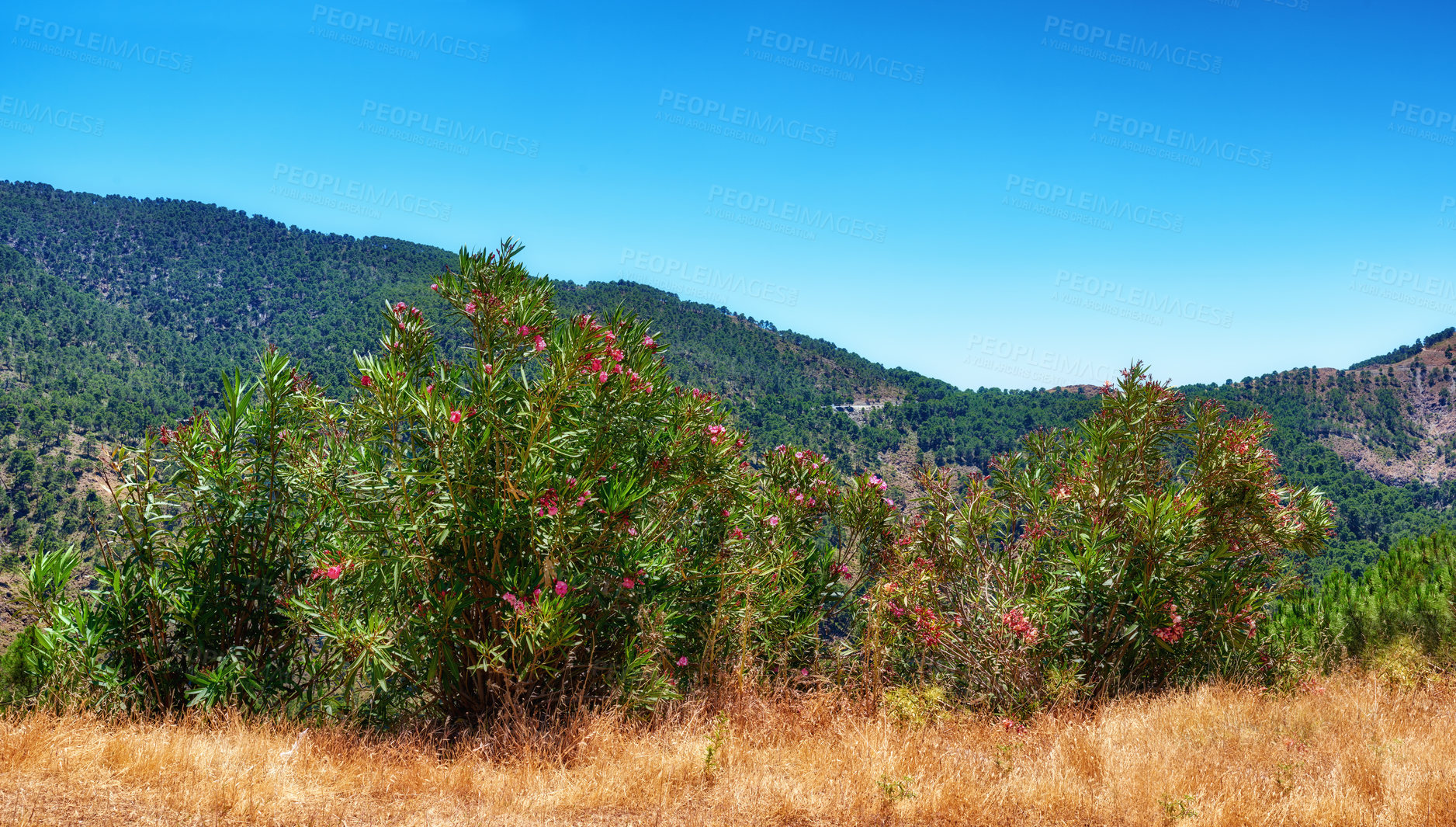 Buy stock photo Nature, landscape and plants in mountain in Spain for environment, travel and scenic destination. Natural background, wallpaper and trees, field and cliff in countryside, outdoors and terrain