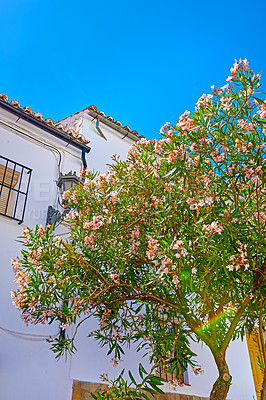 Buy stock photo Buildings, tree and low angle with architecture, travel and blue sky for holiday location with aesthetic. Culture, heritage and nature in Ronda with tourism, sightseeing and vacation as town in Spain