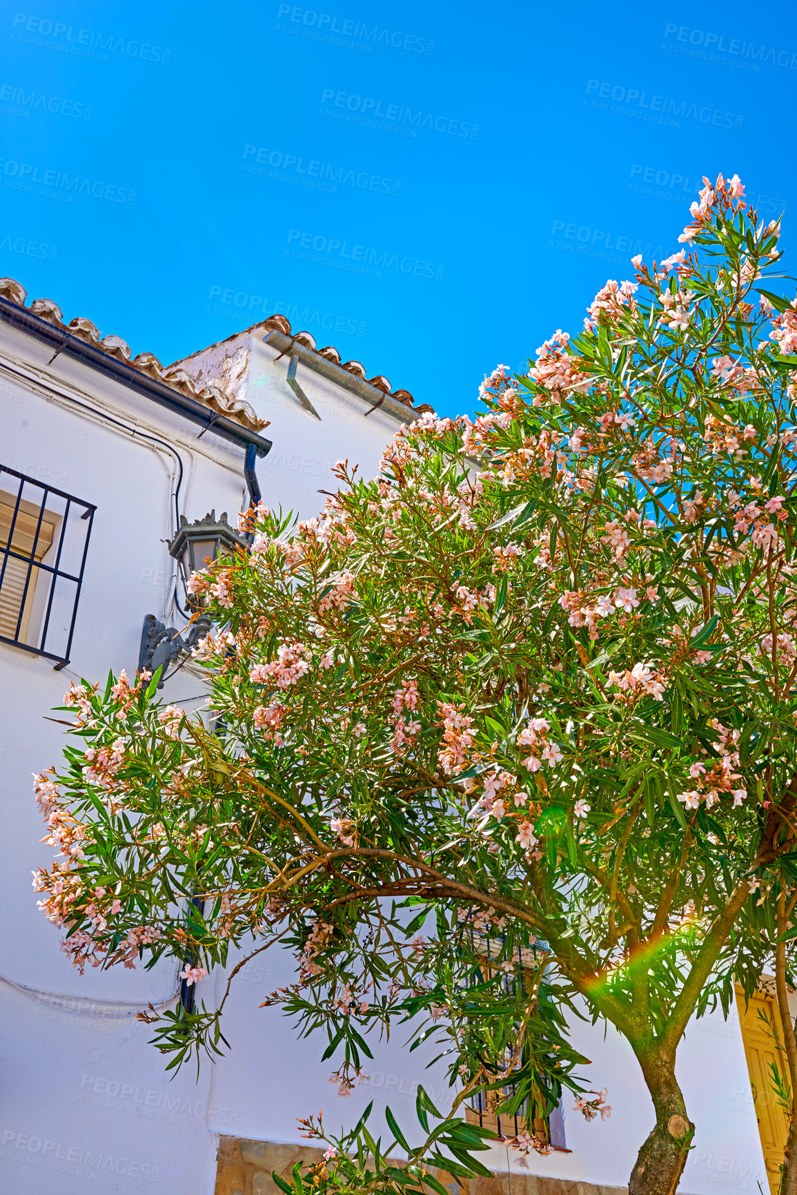 Buy stock photo Buildings, tree and low angle with architecture, travel and blue sky for holiday location with aesthetic. Culture, heritage and nature in Ronda with tourism, sightseeing and vacation as town in Spain