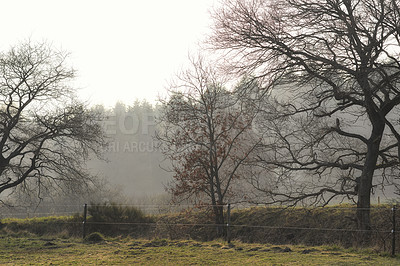 Buy stock photo Nature, mist and trees in forest for outdoor environment with conservation, eco friendly or scenery. Countryside, autumn and woods landscape with sustainability in fall season with fog in Norway.