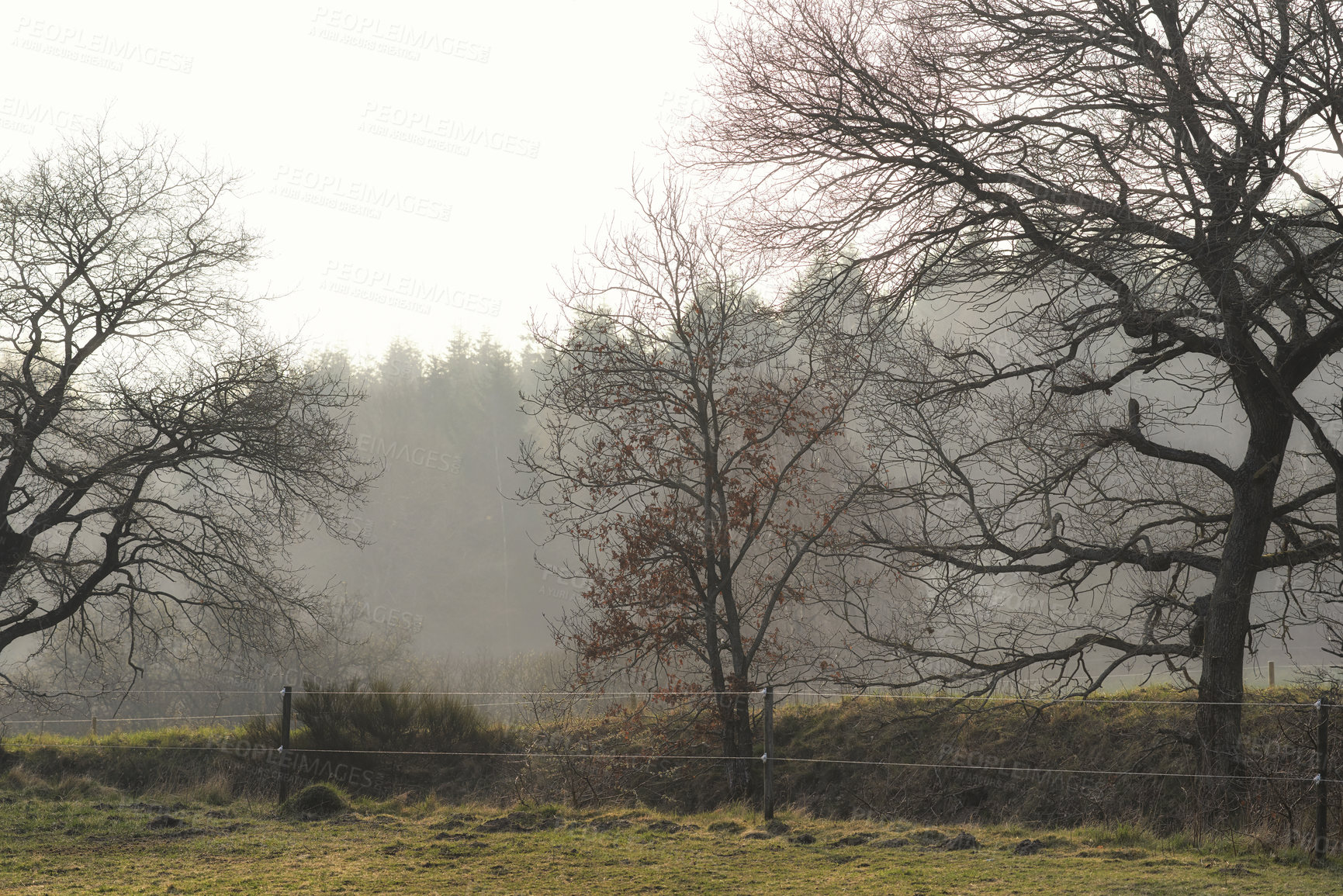 Buy stock photo Nature, mist and trees in forest for outdoor environment with conservation, eco friendly or scenery. Countryside, autumn and woods landscape with sustainability in fall season with fog in Norway.