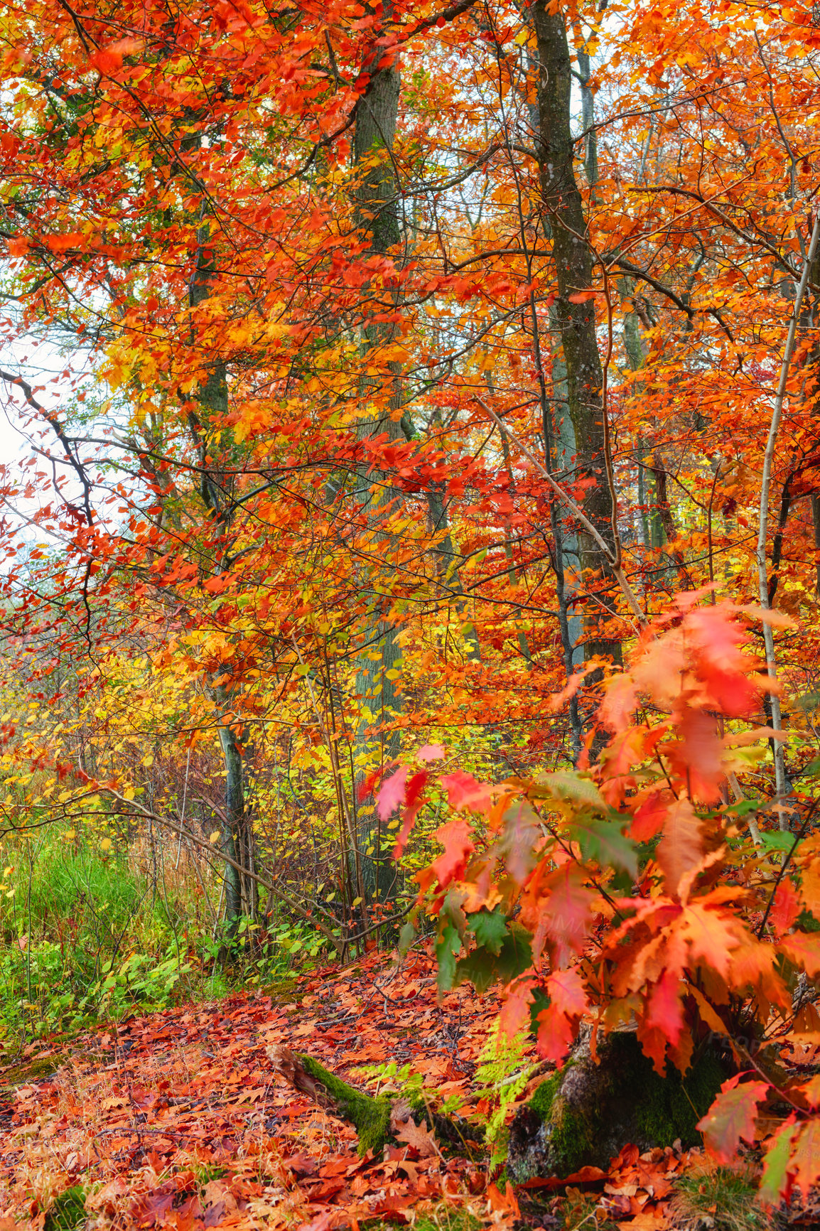 Buy stock photo Environment, orange and trees of forest in autumn for conservation, ecology or sustainability. Background, green and wallpaper with leaves in woods for eco friendly scenery, growth or fall season