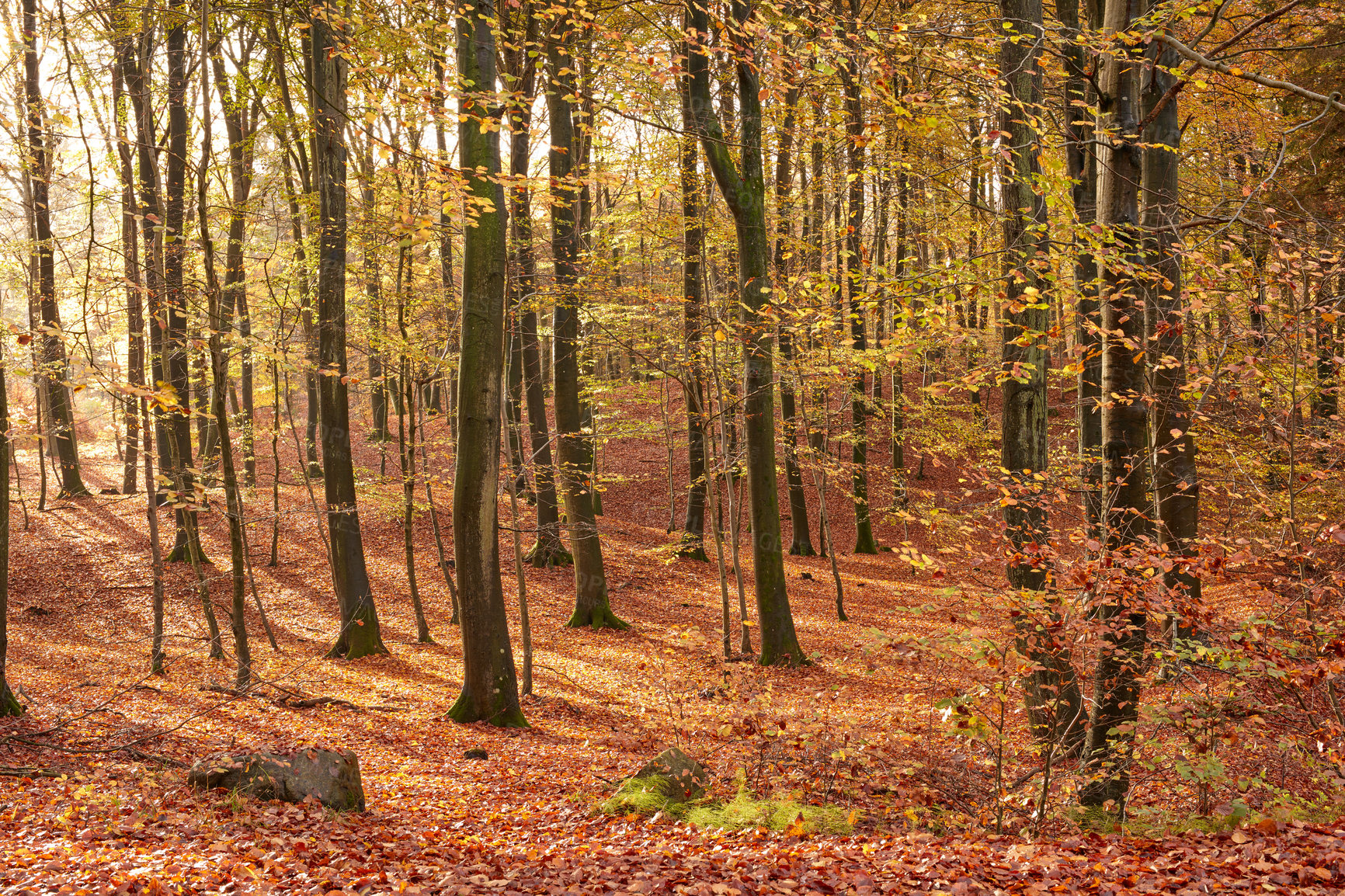 Buy stock photo The beautiful colors of autumn. Autumn forest.