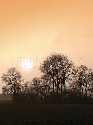 Buy stock photo Forest, silhouette and trees in nature, outdoor and fresh air in morning, mockup space and orange sunshine. Peace, plants and scenery in woods, calm and environment for adventure, sky and sunset