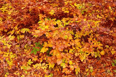 Buy stock photo Outdoor, autumn and nature of leaves, color and peace in park, texture and season in environment. Forest, orange and plants on ground, above and travel in morning, adventure and eco friendly in woods