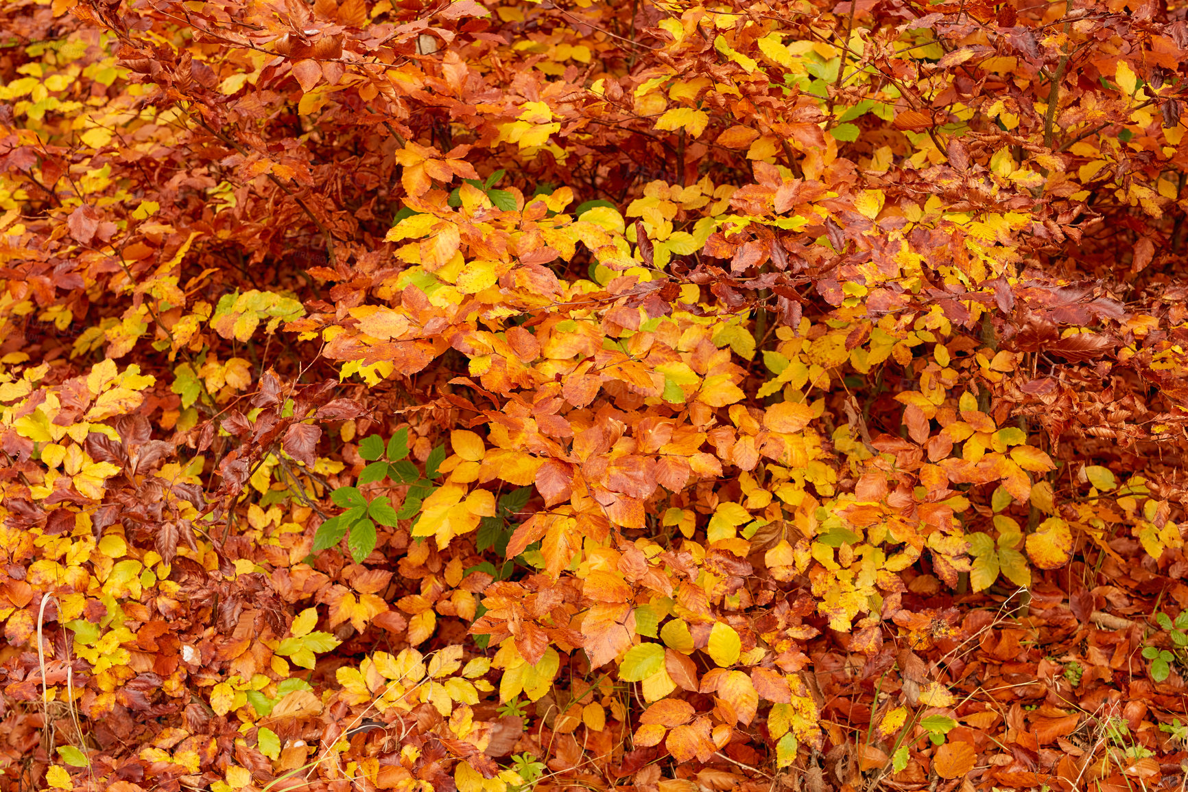 Buy stock photo Outdoor, autumn and nature of leaves, color and peace in park, texture and season in environment. Forest, orange and plants on ground, above and travel in morning, adventure and eco friendly in woods