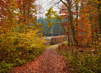 Dirt road in the forest - Beautiful autumn