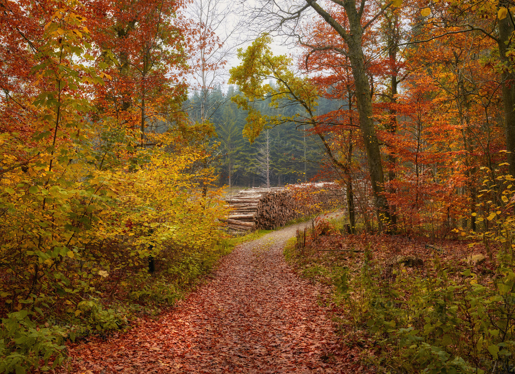 Buy stock photo Leaves, nature and trees of forest in autumn for conservation, ecology or sustainability. Background, green and wallpaper with orange woods in fall for development, environment or seasonal change