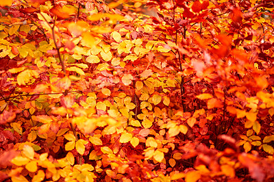 Buy stock photo The beautiful colors of autumn. Autumn forest.