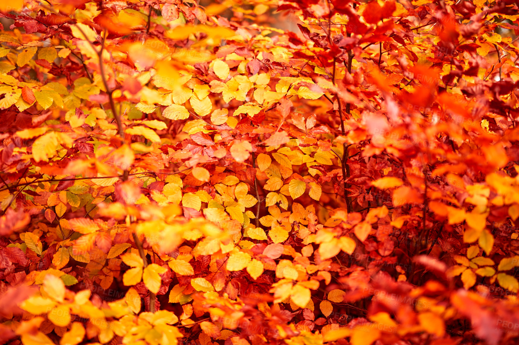 Buy stock photo The beautiful colors of autumn. Autumn forest.