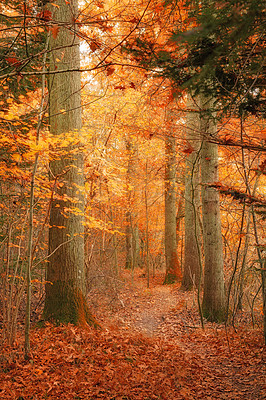 Buy stock photo The beautiful colors of autumn. Autumn forest.