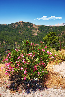 Buy stock photo Landscape, flowers and mountain outdoor in nature for travel, vacation or holiday in Italy. Hill, blue sky and floral plants in countryside with pink oleander for sustainability, growth and ecology