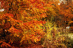 Beautiful autumn forest