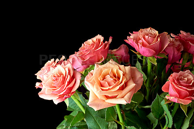 Buy stock photo Studio shot of a roses