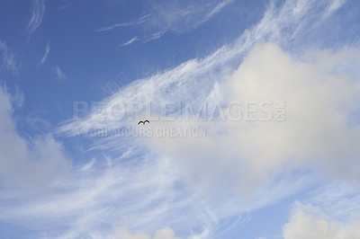 Buy stock photo Copyspace of a bird flying in the sky with white clouds from below. Scenic panoramic view of blue skyscape and fluffy cloudscape background. Climate for cool and fresh weather in natural environment