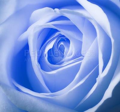 Buy stock photo A  macro photo of a beautiful blue rose