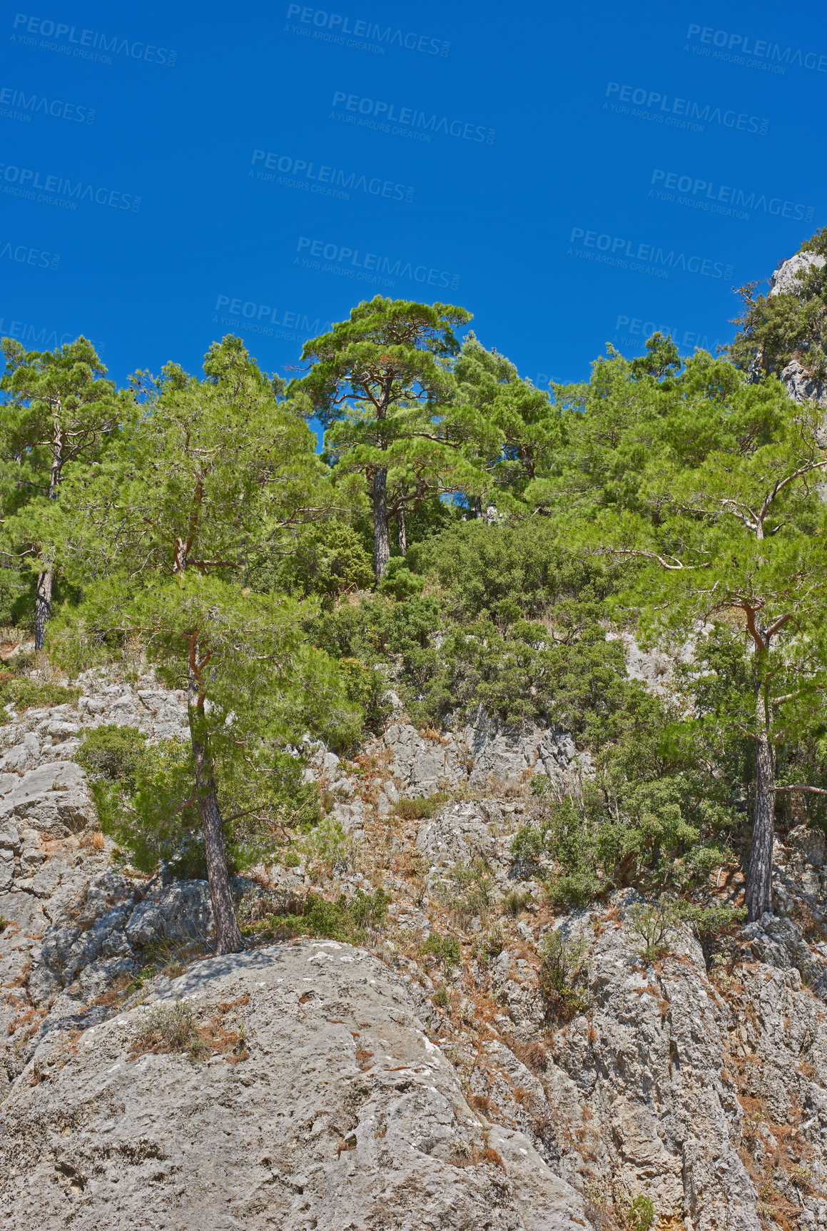 Buy stock photo Trees, blue sky and landscape of nature with cliff for hiking, travel location and adventure in woods. Mockup space, mountain or greenery in natural environment for trekking destination in California