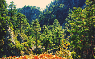 Buy stock photo An image of Pine forest in mountain area in Wester Turkey
