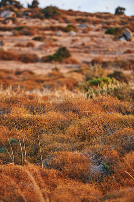 Buy stock photo Field, environment and landscape with grass in nature for ecology, sustainability and growth. Habitat conservation, ecosystem preservation and biodiversity in Turkey and mountain for ecotourism