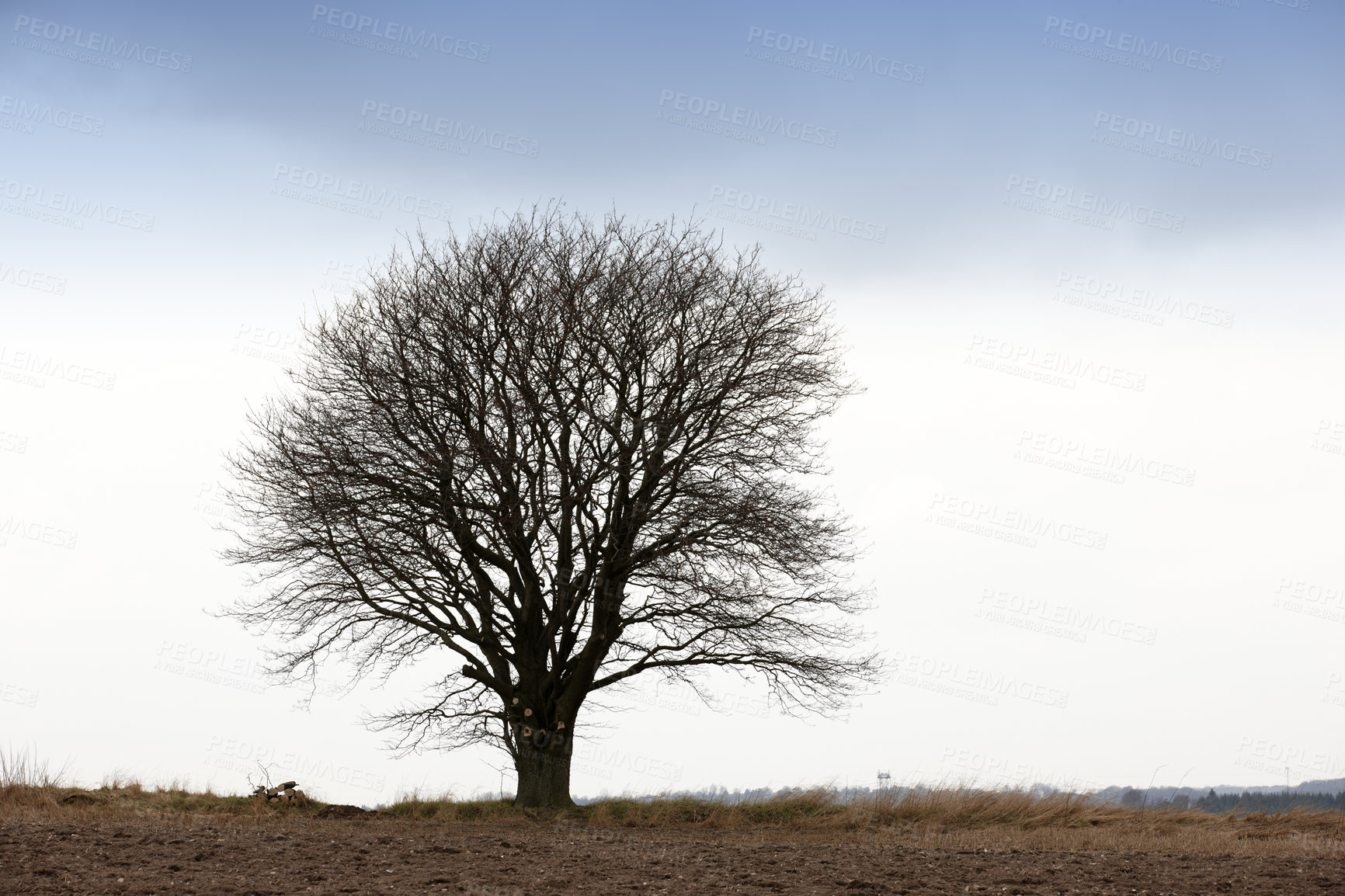 Buy stock photo One bare tree on a field during winter on an overcast cloudy cold day. A big tree with no leaves on an empty field in nature on a gloomy cold winter day. One free standing tree in a lonely forest