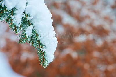 Buy stock photo Closeup of white snow on fir tree branch outside on winter day isolated on bokeh background with copy space. Macro of frosty spruce or cedar branches in snowy weather. Snowfall in woods, green forest