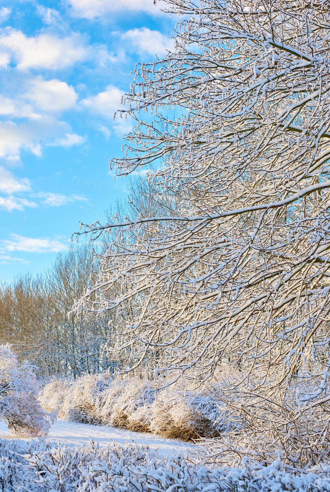 Buy stock photo Frosted tree branches and leaves frozen from cold weather. Frosty branches against a blue sky with iced bushes. A white snow covered landscape winter day with copyspace and a background of the sky.