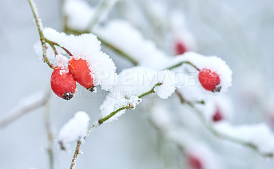 Buy stock photo Fruit covered in snow, hanging on branches in winter. Frozen flowers and leaves under a snow blanket. Frosty branches growing in cold weather in the forest. Icy, dewy, early morning in nature woods 