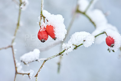 Buy stock photo Closeup of snow covered red Dog rose buds growing on a white winter day with copyspace and blurry background. Bright budding roses in a garden or park, frozen by icy cold weather outdoors copy space