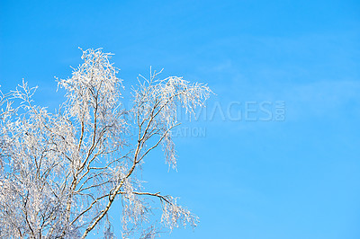 Buy stock photo Branches of a tree covered in snow on a sunny day against a blue sky with copy space. Frozen twigs and leaves. Below details of frosty branches on a tree in the forest. Fresh snowfall in the woods